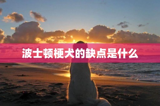 波士頓梗犬的缺點是什么