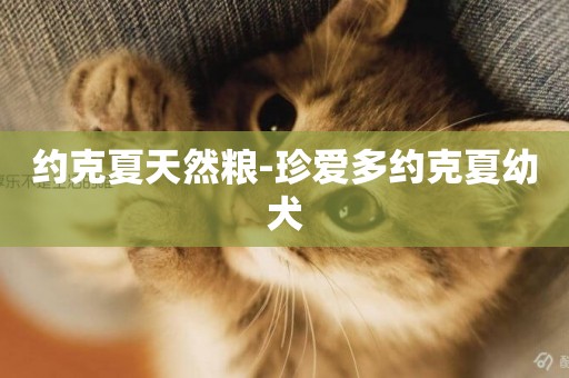 約克夏天然糧-珍愛多約克夏幼犬