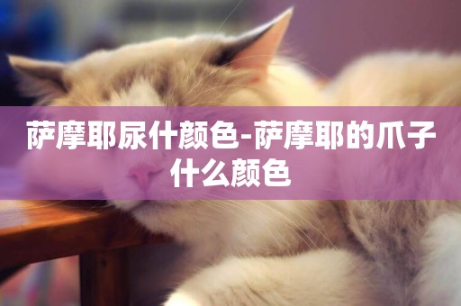 薩摩耶尿什顏色-薩摩耶的爪子什么顏色
