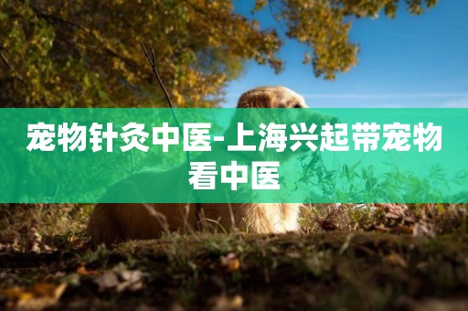 寵物針灸中醫-上海興起帶寵物看中醫