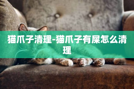 貓爪子清理-貓爪子有屎怎么清理