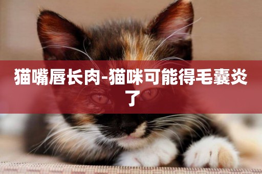 貓嘴唇長肉-貓咪可能得毛囊炎了