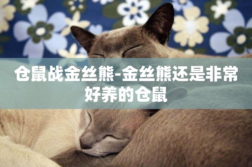 倉鼠戰金絲熊-金絲熊還是非常好養的倉鼠