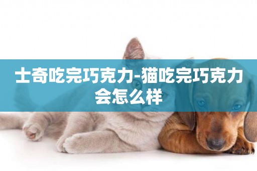 士奇吃完巧克力-貓吃完巧克力會怎么樣