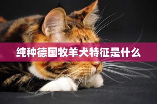 純種德國牧羊犬特征是什么