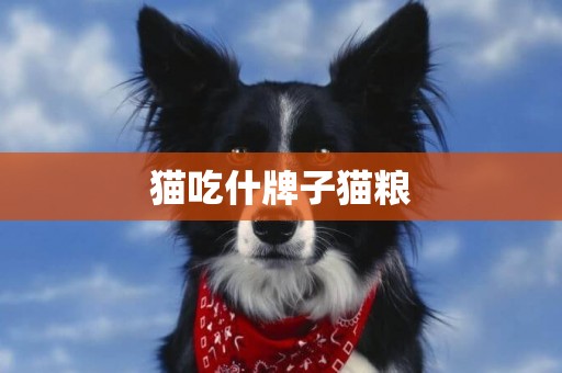 貓吃什牌子貓糧