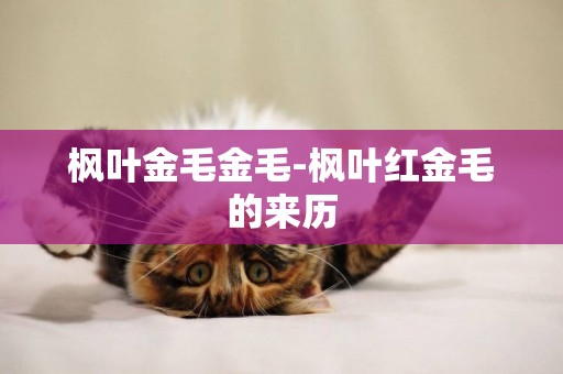 楓葉金毛金毛-楓葉紅金毛的來歷