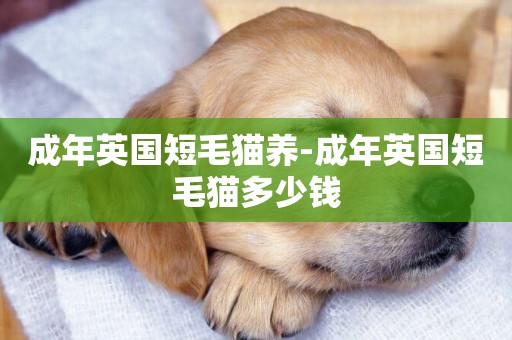 成年英國短毛貓養-成年英國短毛貓多少錢