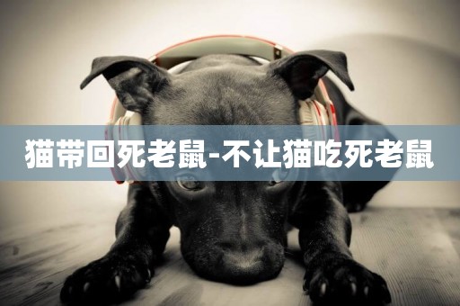 貓帶回死老鼠-不讓貓吃死老鼠