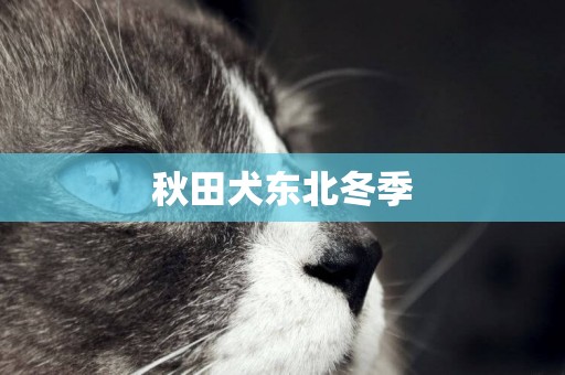 秋田犬東北冬季