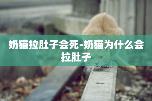 奶貓拉肚子會死-奶貓為什么會拉肚子