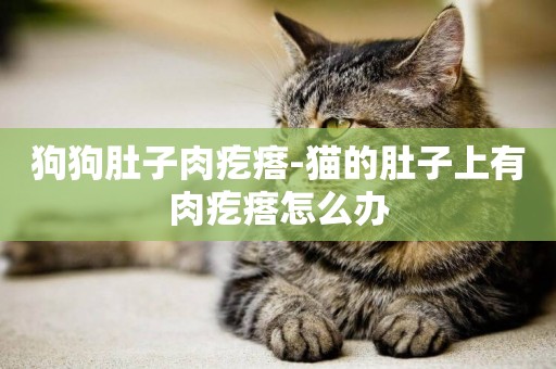 狗狗肚子肉疙瘩-貓的肚子上有肉疙瘩怎么辦