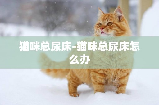 貓咪總尿床-貓咪總尿床怎么辦