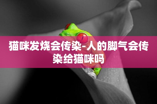貓咪發燒會傳染-人的腳氣會傳染給貓咪嗎