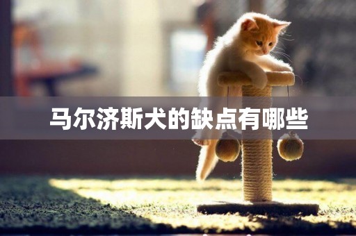 馬爾濟斯犬的缺點有哪些