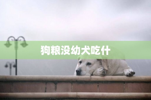 狗糧沒幼犬吃什