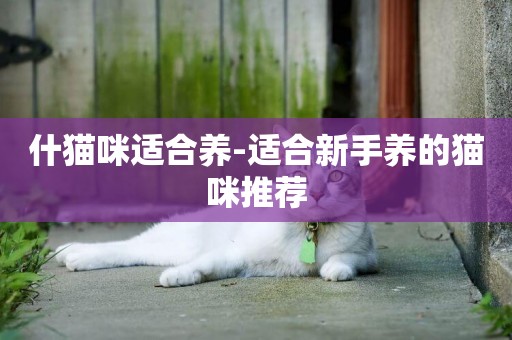 什貓咪適合養-適合新手養的貓咪推薦