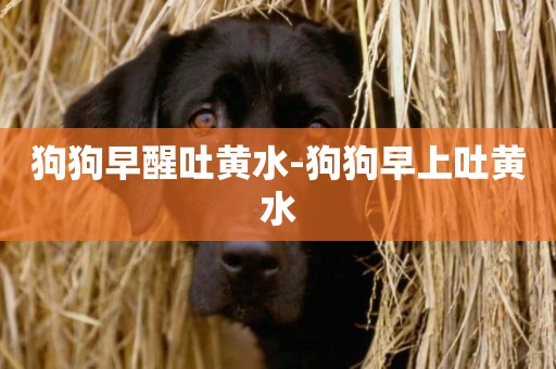 狗狗早醒吐黃水-狗狗早上吐黃水