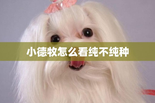 小德牧怎么看純不純種