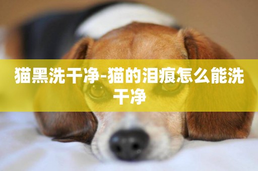 貓黑洗干凈-貓的淚痕怎么能洗干凈