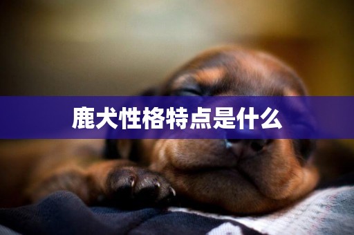 鹿犬性格特點是什么