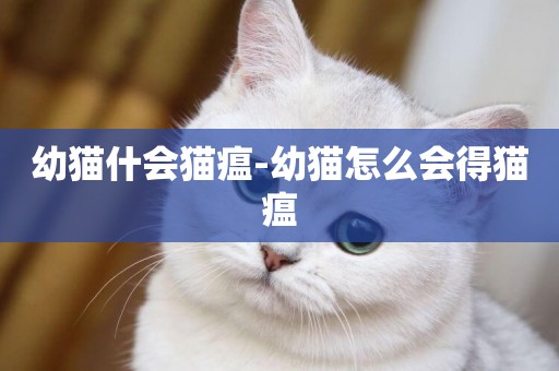 幼貓什會貓瘟-幼貓怎么會得貓瘟
