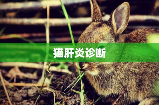 貓肝炎診斷