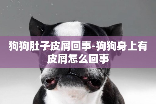 狗狗肚子皮屑回事-狗狗身上有皮屑怎么回事