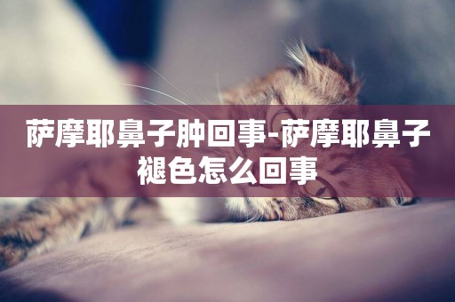 薩摩耶鼻子腫回事-薩摩耶鼻子褪色怎么回事