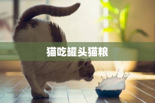 貓吃罐頭貓糧
