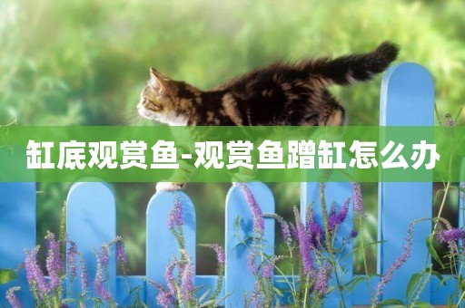 缸底觀賞魚-觀賞魚蹭缸怎么辦