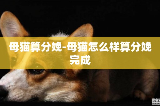 母貓算分娩-母貓怎么樣算分娩完成
