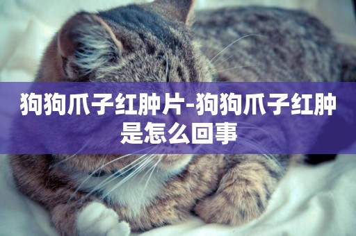狗狗爪子紅腫片-狗狗爪子紅腫是怎么回事