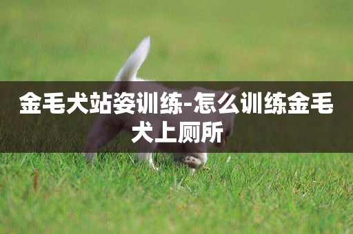 金毛犬站姿訓練-怎么訓練金毛犬上廁所