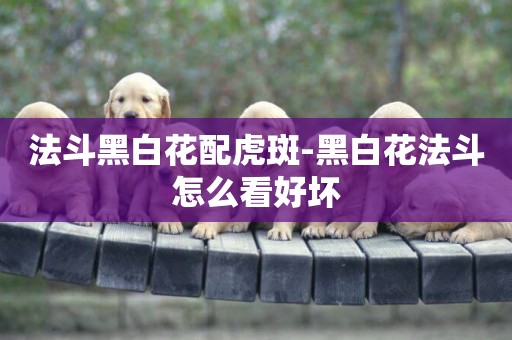 法斗黑白花配虎斑-黑白花法斗怎么看好壞