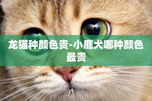 龍貓種顏色貴-小鹿犬哪種顏色最貴