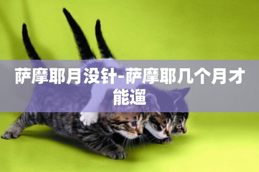 薩摩耶月沒針-薩摩耶幾個月才能遛