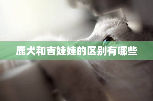 鹿犬和吉娃娃的區別有哪些