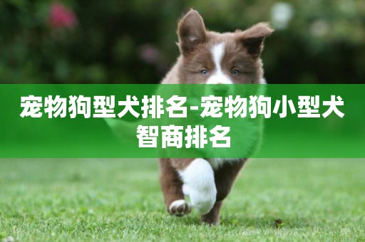 寵物狗型犬排名-寵物狗小型犬智商排名