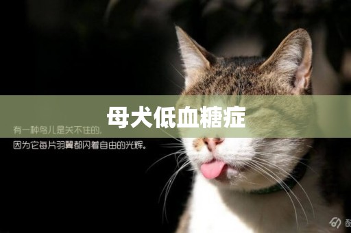 母犬低血糖癥