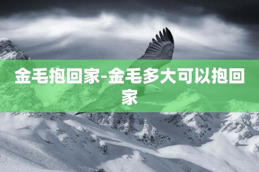 金毛抱回家-金毛多大可以抱回家