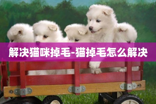 解決貓咪掉毛-貓掉毛怎么解決