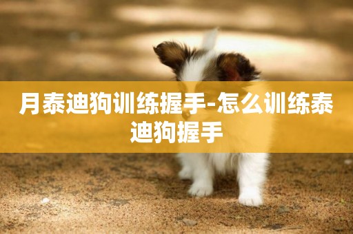 月泰迪狗訓練握手-怎么訓練泰迪狗握手