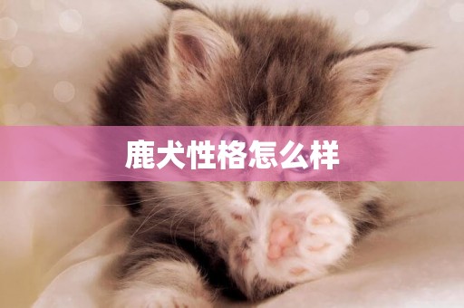鹿犬性格怎么樣