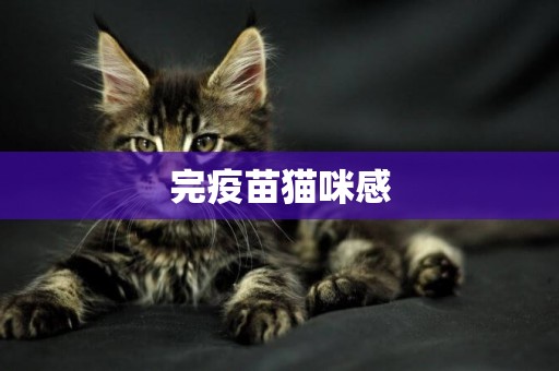 完疫苗貓咪感