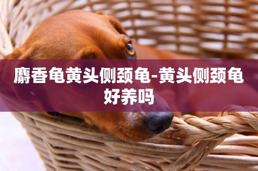 麝香龜黃頭側頸龜-黃頭側頸龜好養嗎