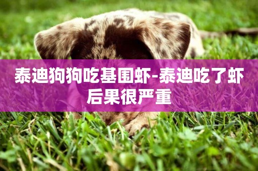 泰迪狗狗吃基圍蝦-泰迪吃了蝦后果很嚴重