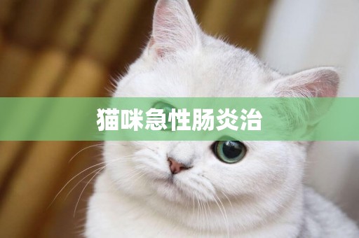 貓咪急性腸炎治