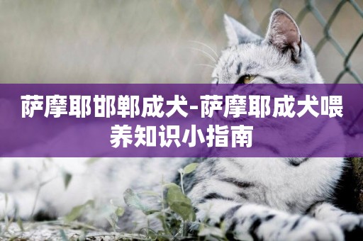 薩摩耶邯鄲成犬-薩摩耶成犬喂養知識小指南