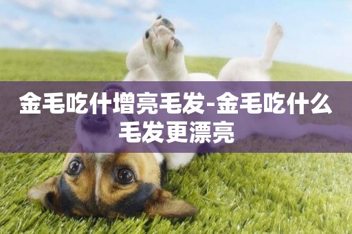 金毛吃什增亮毛發-金毛吃什么毛發更漂亮
